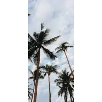 Palm Trees